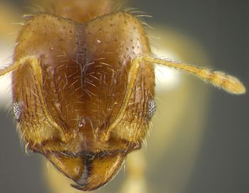 Media type: image;   Entomology 34197 Aspect: head frontal view